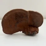 قارچ گانودرما گلخانه ای قرمز خشک شده 100 گرمی - تصویر 2