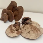 قارچ گانودرما گلخانه ای قرمز خشک شده 100 گرمی - تصویر 3