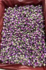 گل غنچه محمدی اصل (گل محمدی خشک)؛ اکسیر آرامش و زیبایی